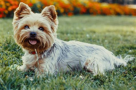 Yorkshire terrier .